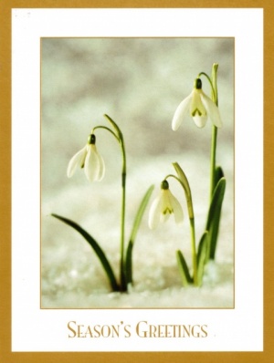 Snowdrops Christmas Cards - Pack of 10