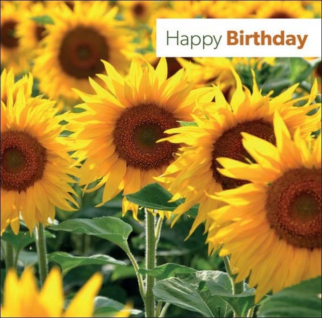 Happy Birthday Greetings Card Sunflower LoveChristianBooks