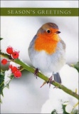 Seasons Greetings Robin & Berries Christmas Cards - Pack of 5