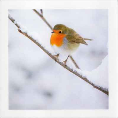 Robin on Snowy Branch Christmas Cards - Pack of 5